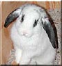 Patches the Lop Rabbit