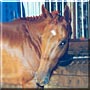 Annie the Thoroughbred