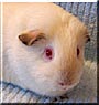 Hazel the American Guinea Pig