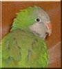 Picasso the Quaker Parrot