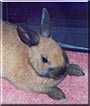 Poti the Netherland Dwarf Rabbit