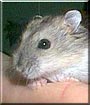 Insomnia the Siberian Hamster