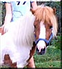 Stormy the Miniature Horse