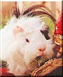 Benito the Guinea Pig