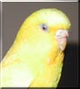 Budgie the Lutino Parakeet