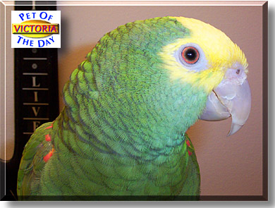 Victoria, the Pet of the Day