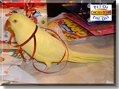 Chicken Bone, the Pet of the Day