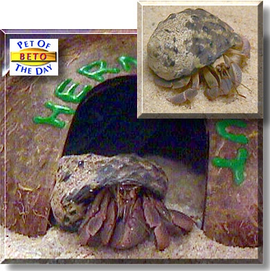 Beto, the Pet of the Day