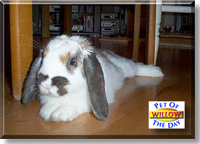 Willow, the Pet of the Day
