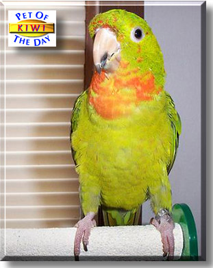 Kiwi, the Pet of the Day