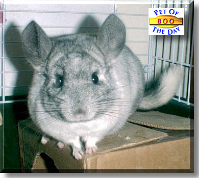 Boo, the Pet of the Day