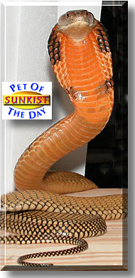 Sunkist, the Pet of the Day