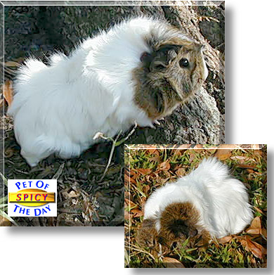 Spicy, the Pet of the Day