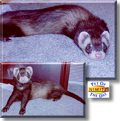 Nimitz, the Pet of the Day