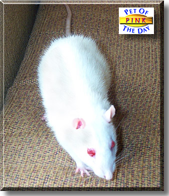 Pink, the Pet of the Day
