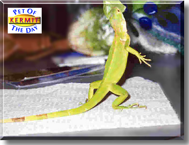 Kermit, the Pet of the Day