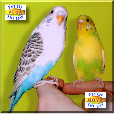 Vega and Nova, the Pets of the Day