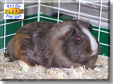 Pedro Piggy, the Pets of the Day