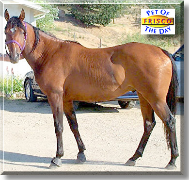 Frisco, the Pet of the Day