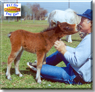 Cinnamon, the Pet of the Day