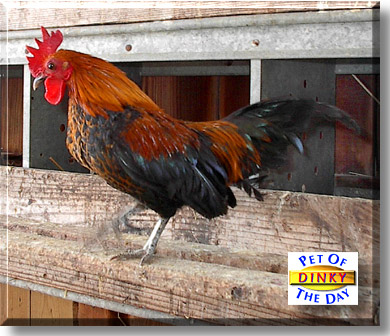 Dinky, the Pet of the Day