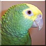 Victoria the Double Yellow Headed