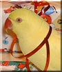 Chicken Bone the Ringneck Parakeet