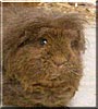 Lucy Lou the Guinea Pig