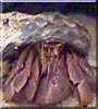 Beto the Caribbean Hermit Crab