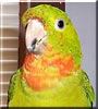 Kiwi the Red Throated Conure