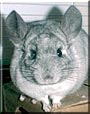 Boo the Mosiac Chinchilla
