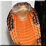 Sunkist the Orange King Cobra