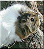 Spicy the Guinea Pig