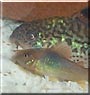 Button, Chewy the Bronze, Leopard Cory
