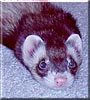 Nimitz the Ferret