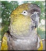 Rocky the Patagonian conure