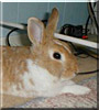 Luvy the Rabbit