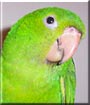 Pickle the Mexican Green Conure