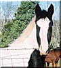 Zeus the Shire cross