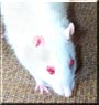 Pink the Fancy Rat