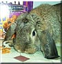 Poke the Mini Lop Rabbit