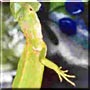 Kermit the Green Iguana