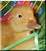 Cooper the Pekin Duck