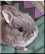 Luna the Dwarf Rabbit