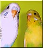 Vega, Nova the Budgies