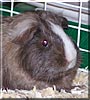 Pedro the Guinea Pig