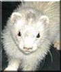 Damien the Ferret