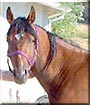 Frisco the Appendix Quarter Horse