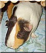 Rajah the Guinea Pig
