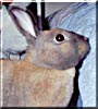 Pippi the Dwarf rabbit